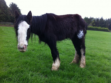 Feeding the Underweight Horse