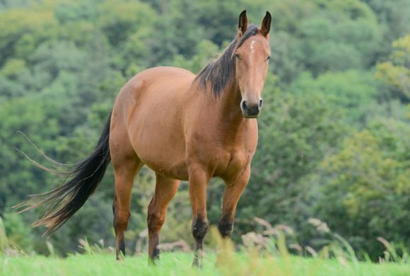 Equine ID Legislation