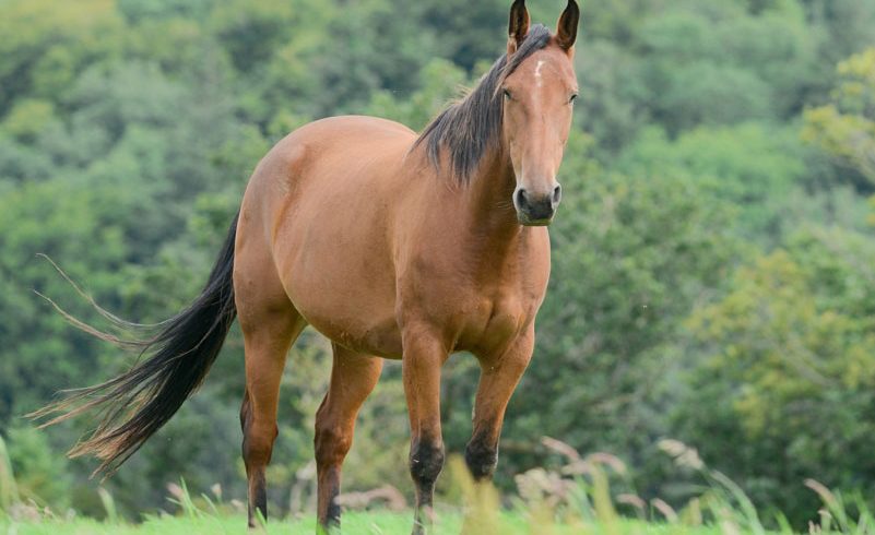 Equine ID Legislation