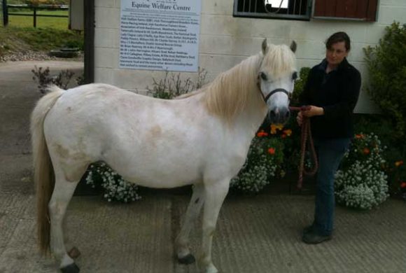 Feeding the Laminitic horse or Pony