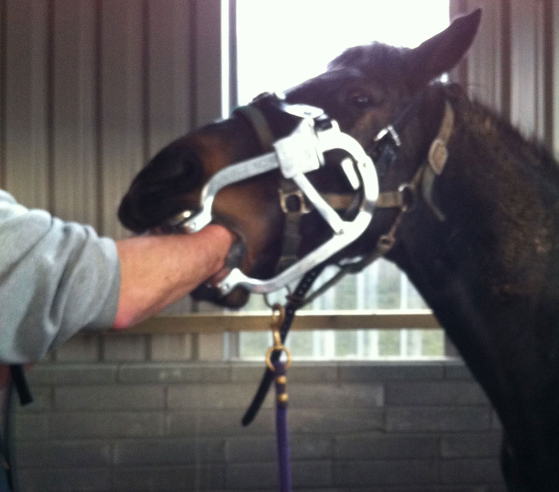 Dental care for horses – Why is it needed?