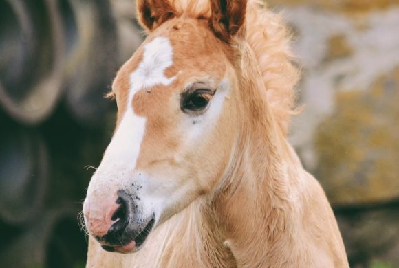 Learn about Foal Imprinting!