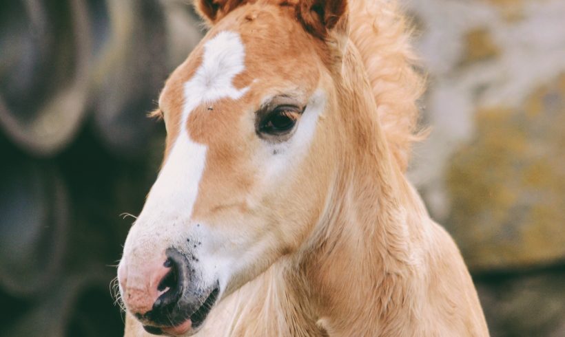 Learn about Foal Imprinting!