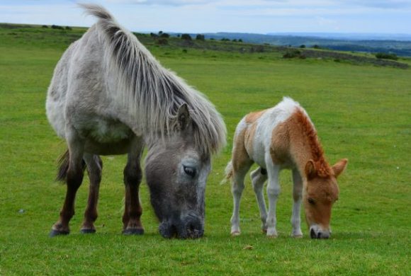 Your Complete Guide to Common Equine Parasites